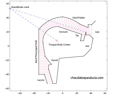 Articulatory Model